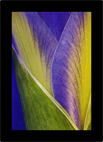 Close-up of Iris blossom