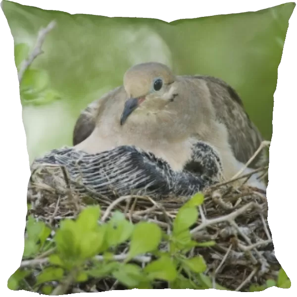 Mourning Dove, Zenaida macroura, adult in nest with young, Willacy County, Rio Grande Valley