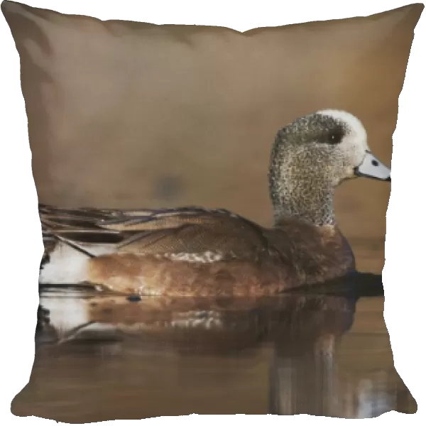 American Wigeon, Anas americana, adult swimming, Hill Country, Texas, USA, April