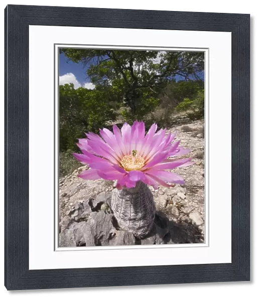 Lace Cactus, Echinocereus reichenbachii, blooming, Uvalde County, Hill Country, Texas