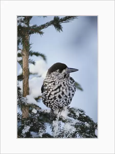 Spotted Nutcracker (Nucifraga caryocatactes), adult perched on Norway spruce ruffled