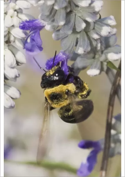 Carpenter Bee, Xylocopa virginica, feeding on Mealy sage (Salvia farinacea), Uvalde County