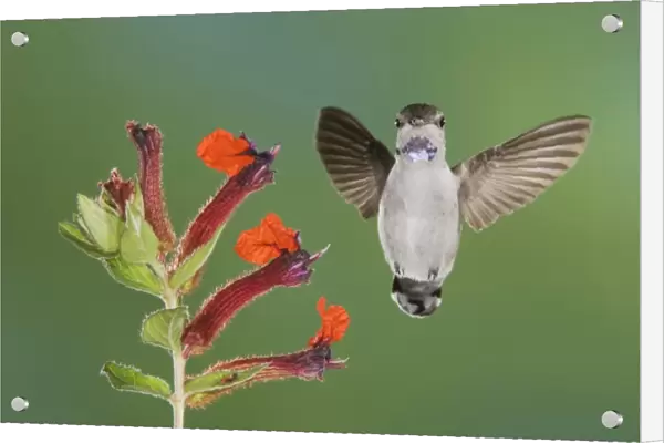 Costas Hummingbird, Calypte costae, young male in flight feeding on Flower, Tucson