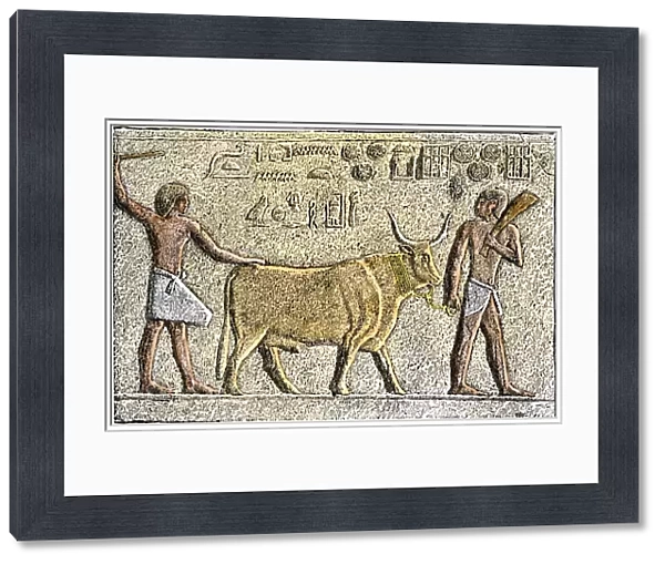 Apis, the sacred bull of ancient Egypt