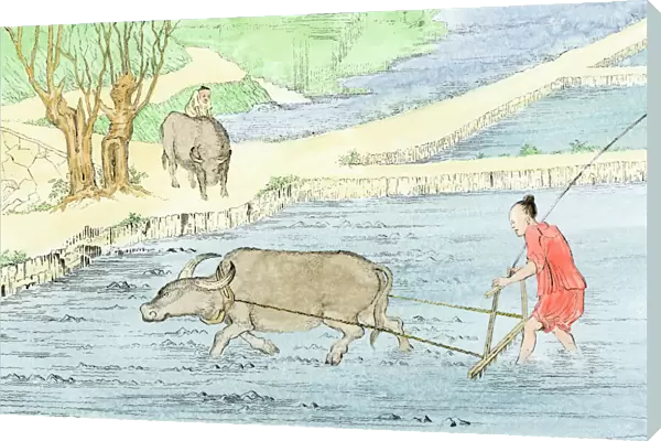 Plowing rice paddies with water buffalo