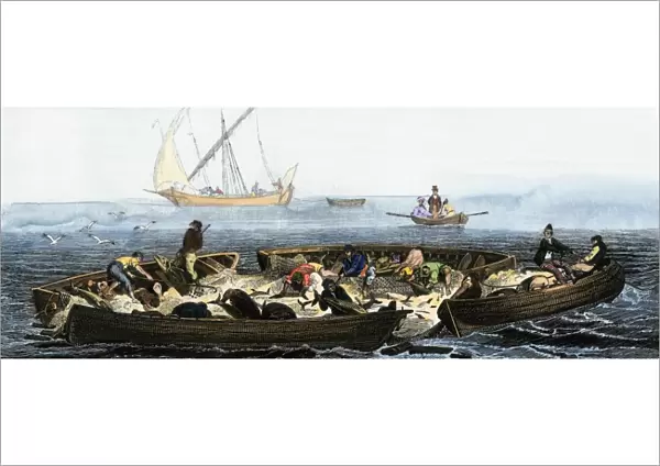 Tuna fishing using nets, 1800s