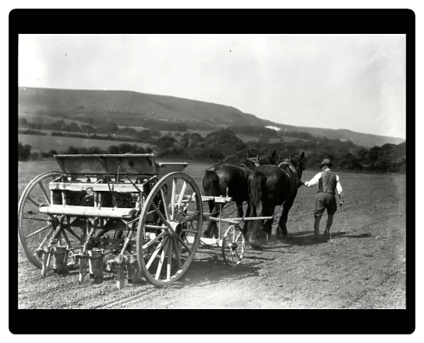 Drilling mangels beneath the South Downs at Storrington, 1928