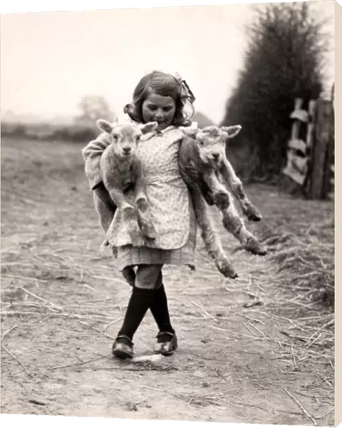 Lambs at Hoes Farm, Petworth, 1932