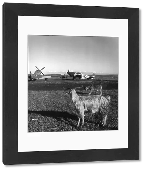 Goats on the runway at an airfield in Ramitelli, Italy. Photograph by Toni Frissell, March 1945