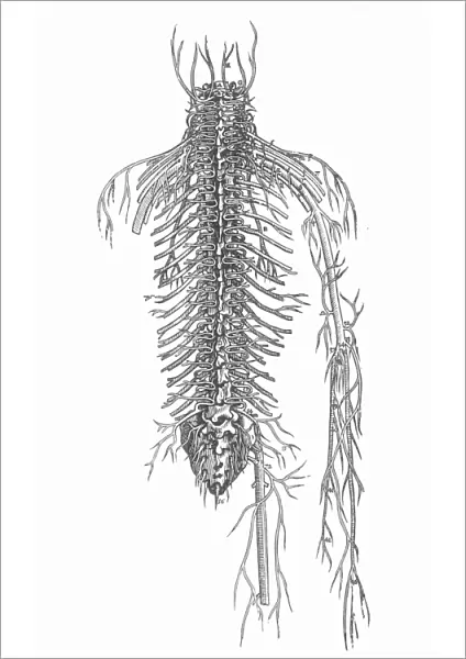 Posterior aspect of the spinal nerves. Woodcut from the fourth book of Andreas Vesaliuss De Humani Corporis Fabrica, Basel, 1543