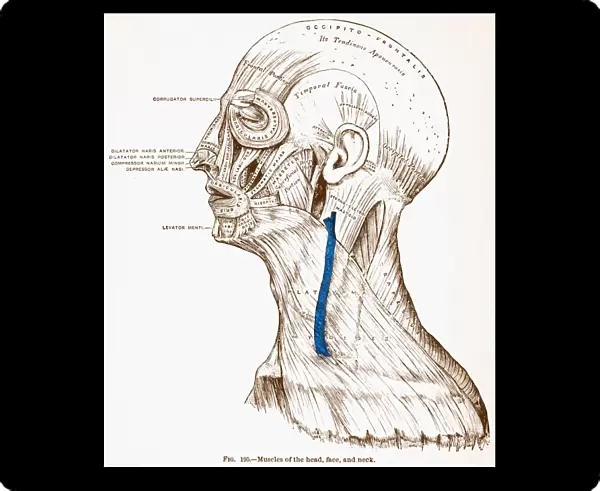 Muscles of the head, face and neck. Line engraving, 19th century