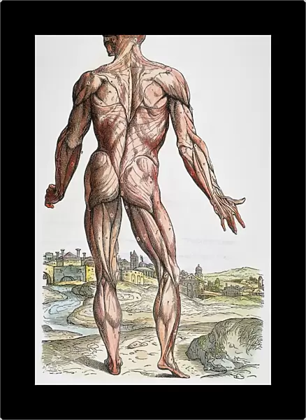 Woodcut from the second book of Andreas Vesalius De Humani Corporis Fabrica, published in 1543 at Basel, Switzerland