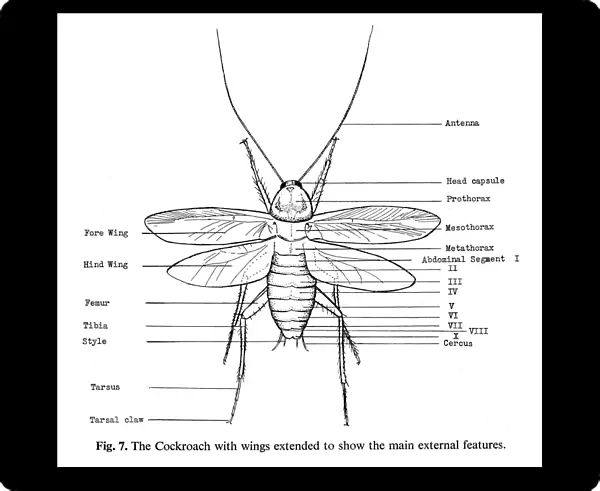 Main external features of the cockroach. Line engraving