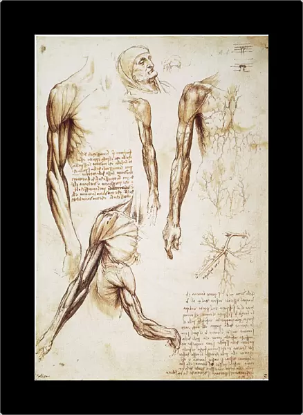 Pen and ink studies by Leonardo da Vinci, c1510, of the muscles of the arm and the superficial vessels