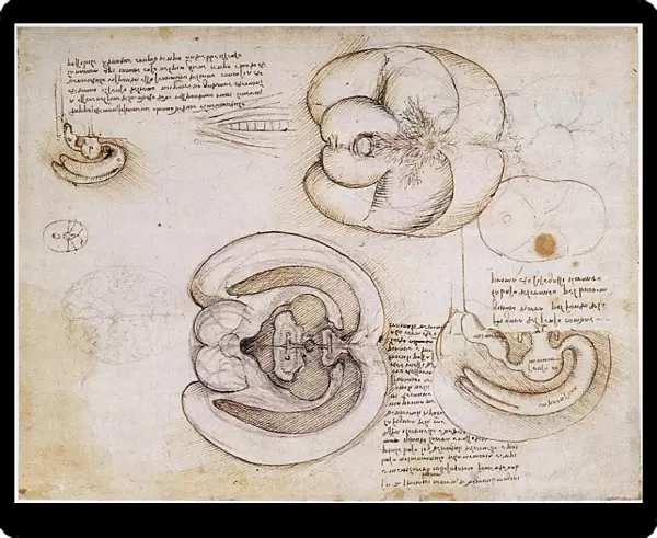 Pen and ink drawing, c1508, by Leonardo da Vinci of the cerebral hemispheres and ventricles