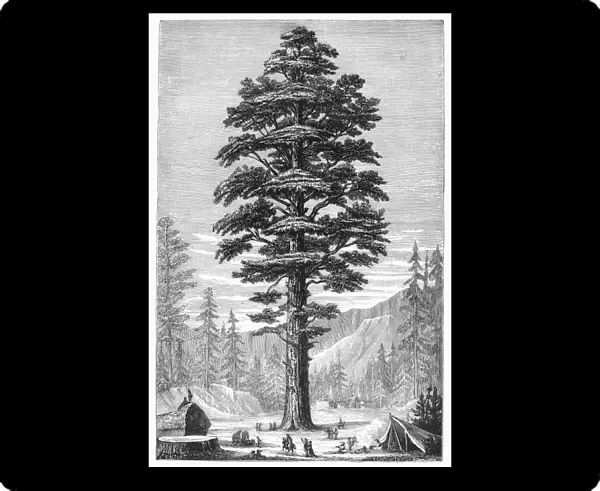 Sequoia gigantea, of California. Line engraving, 19th century