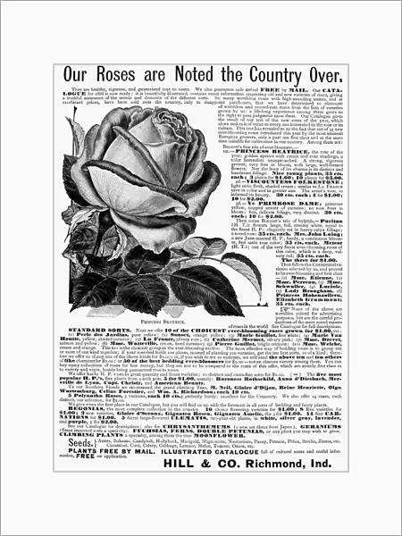 ROSE ADVERTISEMENT, 1888. American advertisement, 1888, for Hill & Co.s rose bushes