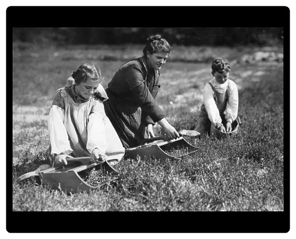 MIGRANT FAMILY, 1911. The Teixiera family, a family of migrant berry pickers at