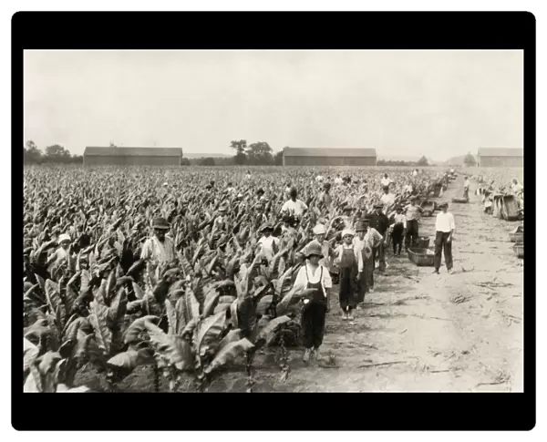 HINE: TOBACCO FARM, 1917. Tobacco pickers on Goodrich Farm during harvest in Cromwell