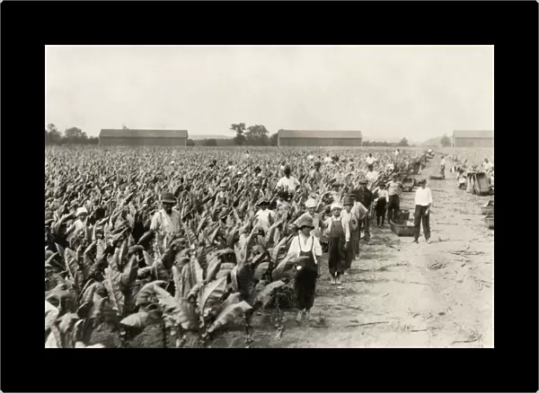 HINE: TOBACCO FARM, 1917. Tobacco pickers on Goodrich Farm during harvest in Cromwell
