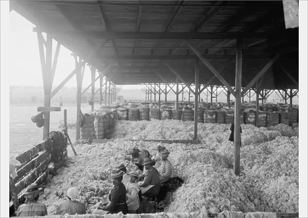 SORTING COTTON, c1905. African American women and girls sorting cotton at the Atlantic