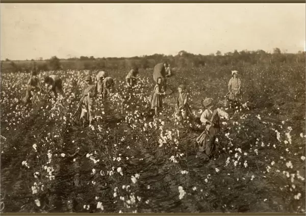CHILD LABOR: COTTON, 1913. Family of cotton pickers near McKinney, Texas
