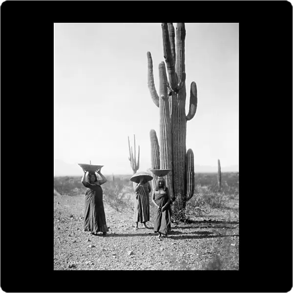 MARICOPA WOMEN, c1907. Maricopa women gathering saguaro cactus fruit in Arizona