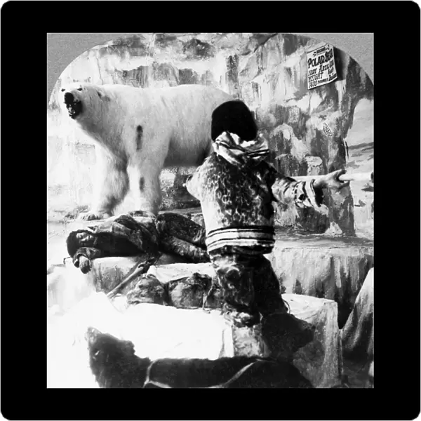 WORLDs FAIR: ESKIMOS. An exhibit depicting an Eskimo fighting a polar bear, with