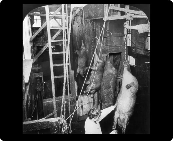 CHICAGO: MEATPACKING. Killing hogs in the shackling pen inside the slaughterhouse at the Swift