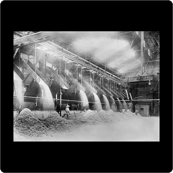 HAWAII: SUGAR REFINERY. The delivery of bagasse, the by-product of sugar cane after