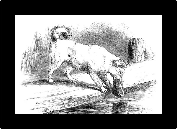 AESOP: DOG & SHADOW. The Dog and the Shadow. Wood engraving, American, 1873