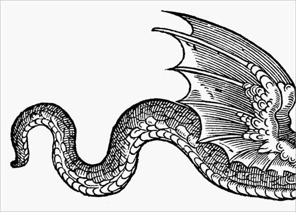 DRAGON, 1608. A winged dragon. Woodcut from Edward Topsells The History of Serpents