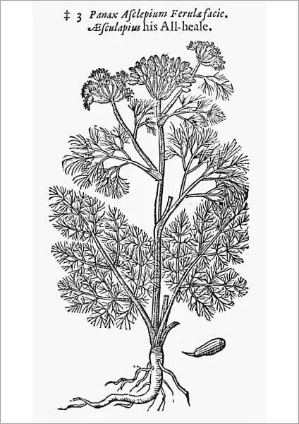 BOTANY: FENNEL, 1597. A variety of fennel, Panax asclepium, referred to as all-heal