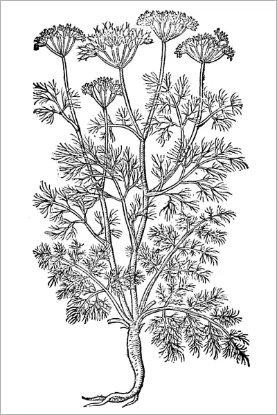 QUEEN ANNEs LACE, 1597. Also called Wild carrot (Daucus carota)