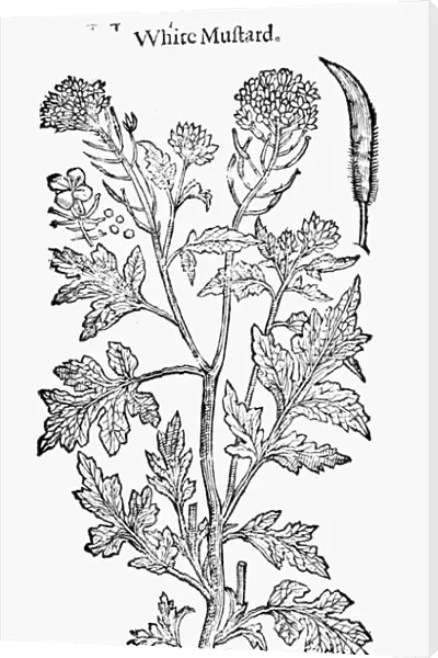 WHITE MUSTARD PLANT. Woodcut from the 1633 edition of John Gerards The Herbal