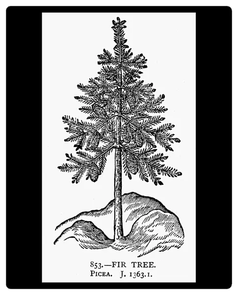 FIR TREE, 1633. Picea. Woodcut, English