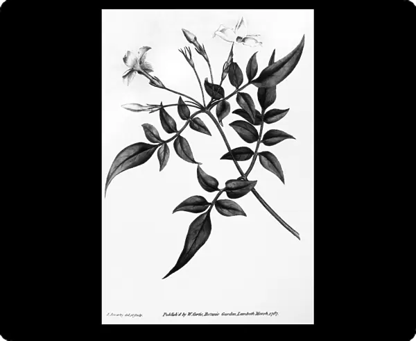 COMMON JASMINE, 1787. Copper engraving by James Sowerby from William Curtis Botanical Magazine