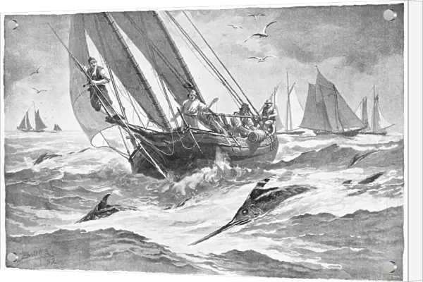 FISHING: SWORDFISH, 1893. Sword-Fishing Off Nantucket. Lithograph, American, 1893