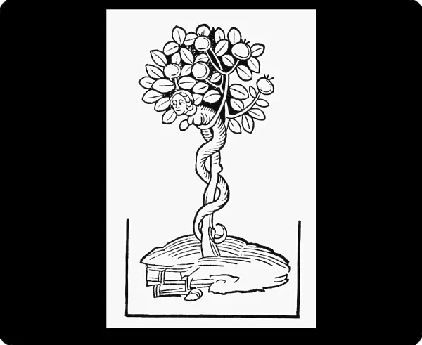 ADAM & EVE. The Tree of Knowledge. Woodcut from Meydenbachs Ortus Sanitatis, Mainz