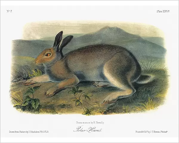 AUDUBON: HARE. A male Arctic hare, or polar hare (Lepus arcticus, formerly Lepus glacialis)