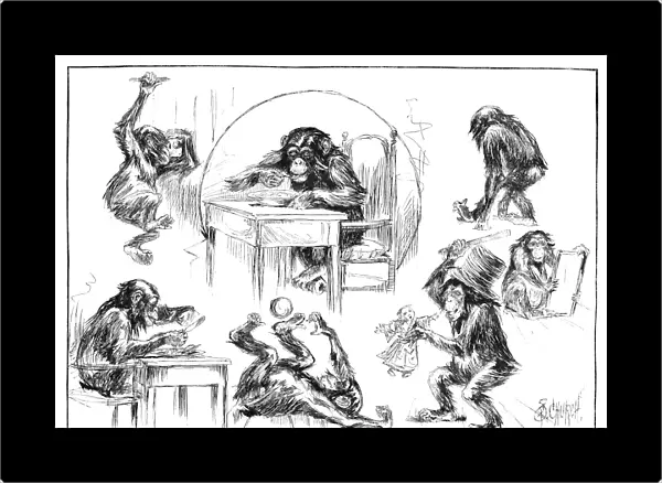 CHIMPANZEE, 1885. Studies of Mr. Crowley - The Chimpanzee in the Central Park Menagerie