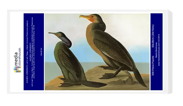 AUDUBON: CORMORANTS. Left to right: Pelagic, or Bairds, Cormorant (Phalacrocorax pelagicus)