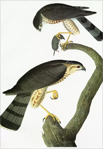 AUDUBON: HAWK. Sharp-shinned Hawk (Accipiter striatus)