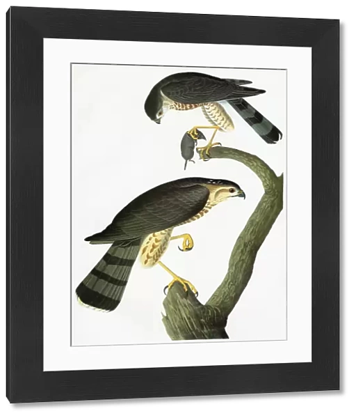 AUDUBON: HAWK. Sharp-shinned Hawk (Accipiter striatus)