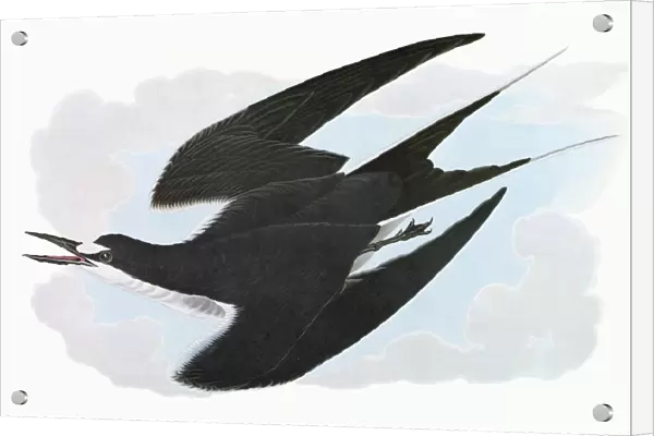 AUDUBON: TERN. Sooty Tern (Onychoprion fuscatus)