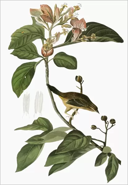 AUDUBON: SPARROW. Bachmans Sparrow (Peucaea aestivalis, formerly Aimophila aestivalis)