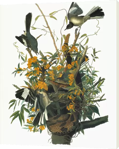 AUDUBON: MOCKINGBIRD. Northern Mockingbird (Mimus polyglottos)