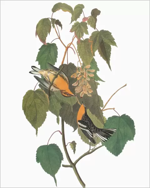 AUDUBON: WARBLER. Two female Blackburnian Warblers (Setophaga fusca, formerly Dendroica fusca)