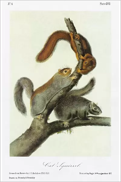 AUDUBON: SQUIRREL. Delmarva fox squirrel, or cat squirrel (Sciurus niger cinereus)
