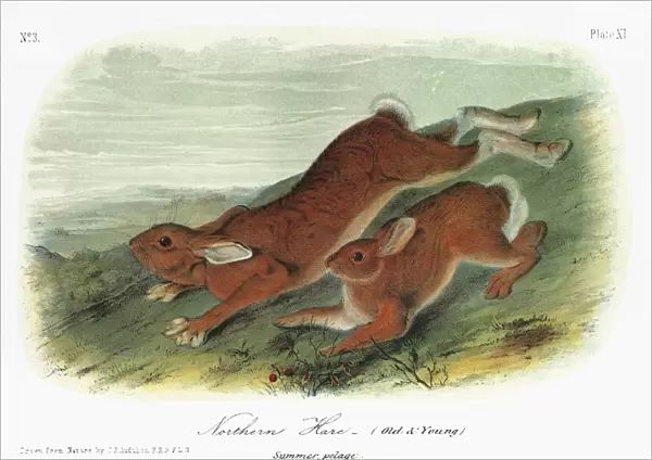 AUDUBON: HARE. Northern, or snowshoe, hare (Lepus americanus), old and young, in summer fur